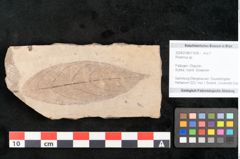 Foto (Objekt + Etikett) von Rhamnus sp.  (NHMW-GEO-2024-0188-11439)